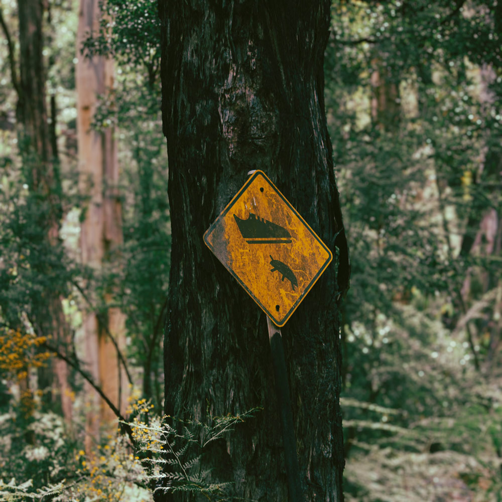 Gelbes Rauten Warnschild an einem Baum mit einem Schuh der einen Käfer zerdrückt, Piktogramm.